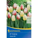 Mieszanka kolorów Tulipan Happy