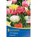 Mieszanka kolorów Tulipan Murillo