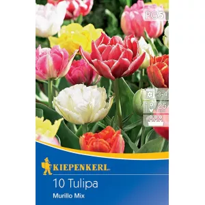 Mieszanka kolorów Tulipan Murillo