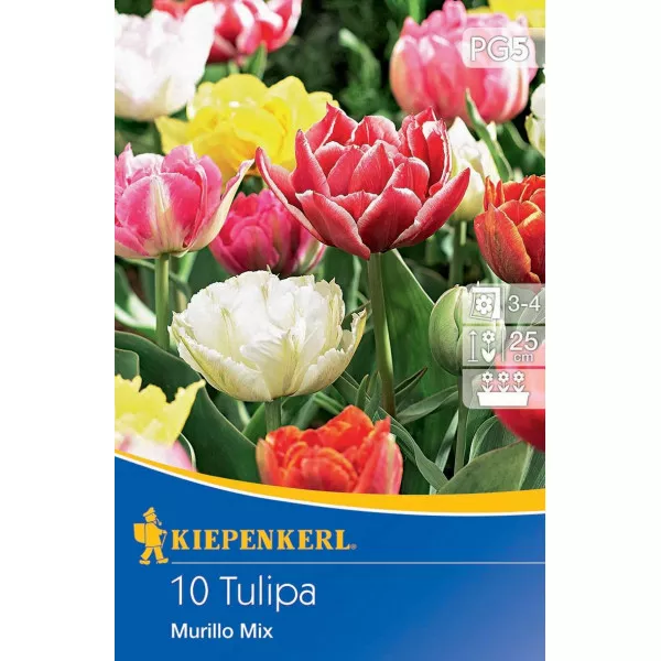 Mieszanka kolorów Tulipan Murillo