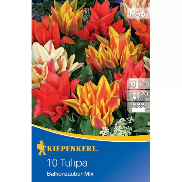 Tulipan Balkonzauber mix kolorów