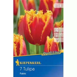 Tulipan Fabio