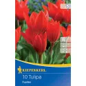Tulipan karłowy Fusilier