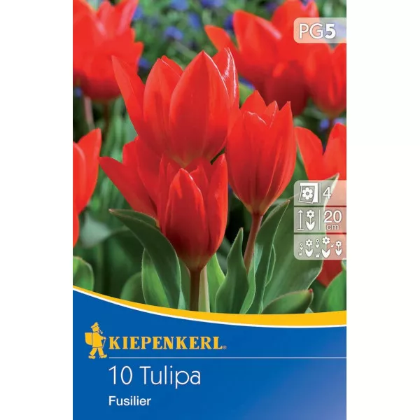 Tulipan karłowy Fusilier