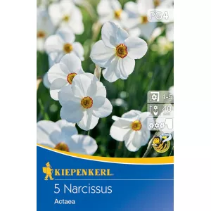 Narcyz Actaea