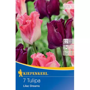 Tulipan Lilac Dreams