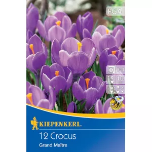 Krokus Grand Maitre