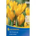 Krokus Yellow Giant