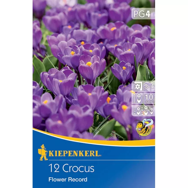 Krokus Flower Record Krokus Flower Record