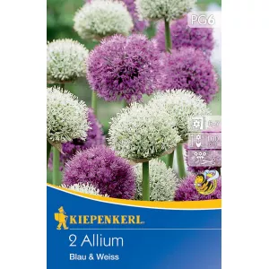 Czosnek (Allium) Blue & White