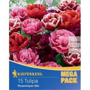 Mega Pack tulipany typu Rose, mieszane kolory