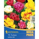 Mega Pack Tulipan mix kolorów