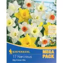 Mega Pack Narcyz Giant Crown mix