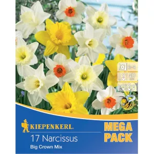 Mega Pack Narcyz Giant Crown mix