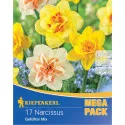 Mega Pack Narcyz mix