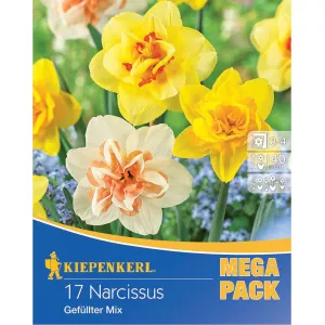 Mega Pack Narcyz mix