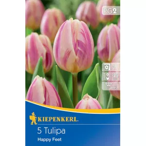 Tulipan Happy Feet