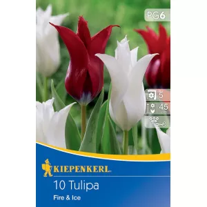 Tulipan Fire and Ice