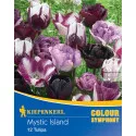 Tulipan Mystic Island
