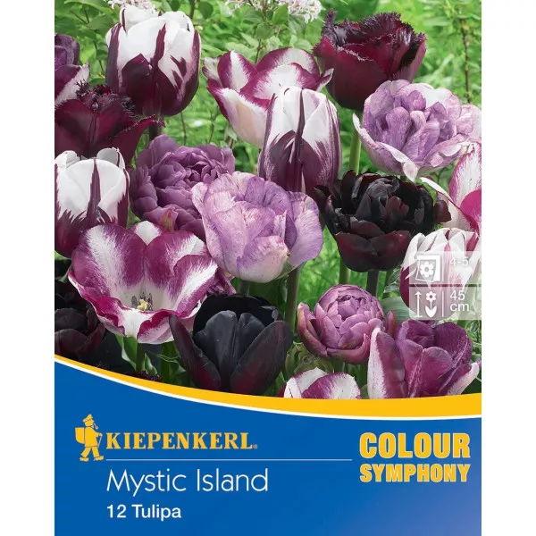Tulipan Mystic Island