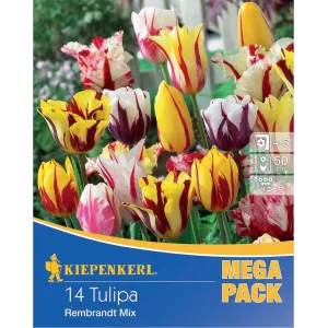 Mega Pack Tulipan Rembrandt mix 