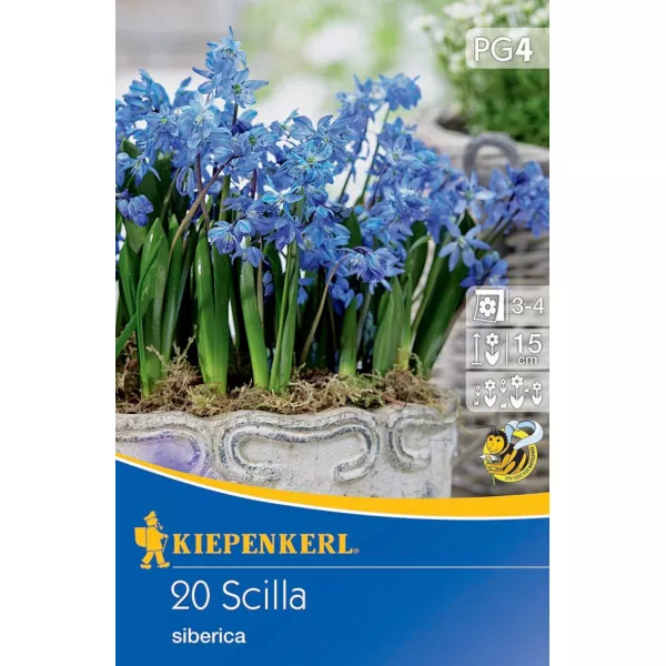 Cebulica syberyjska