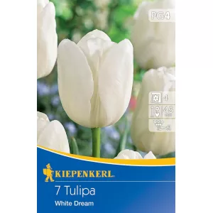 Tulipan White Dream