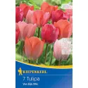 Tulipan Van Eijk mix kolorów