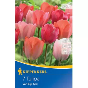 Tulipan Van Eijk mix kolorów