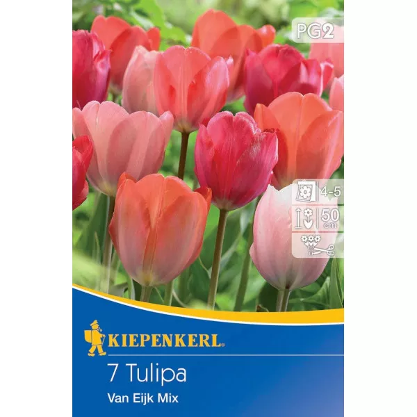 Tulipan Van Eijk mix kolorów