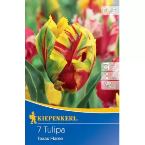 Tulipan Texas Flame