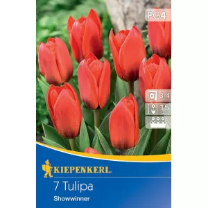 Tulipan Showwiner