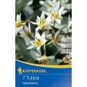 Tulipan Turkestanica