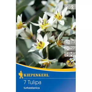 Tulipan Turkestanica