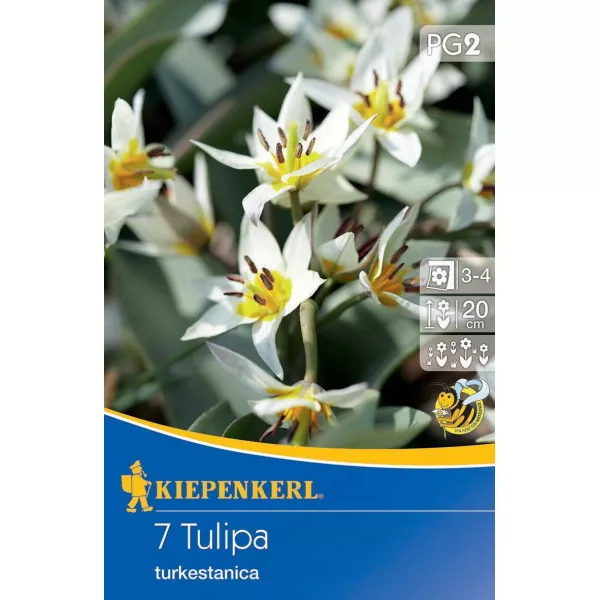 Tulipan Turkestanica