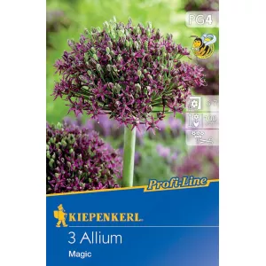 Czosnek (Allium) Magic