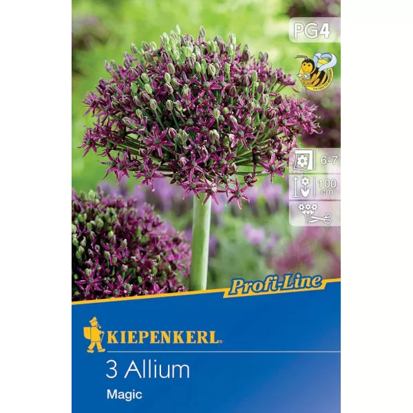 Czosnek (Allium) Magic