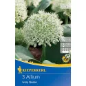 Czosnek (Allium) Ivory Queen