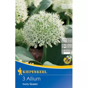 Czosnek (Allium) Ivory Queen
