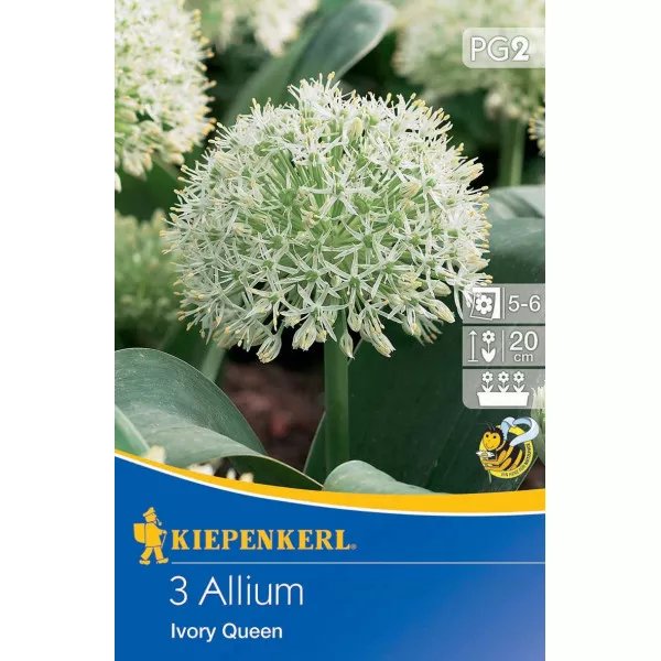 Czosnek (Allium) Ivory Queen