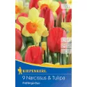 Duet kolorów wiosennych: żonkil i tulipan