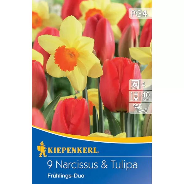 Duet kolorów wiosennych: żonkil i tulipan