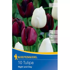 Tulipan Night and Day