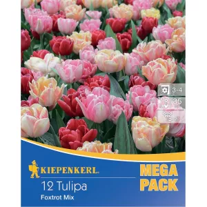 Mega Pack Tulipan Foxtrot mix 
