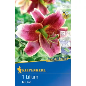 Lilia Mr. Job