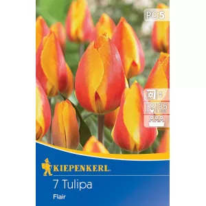 Tulipan Flairy