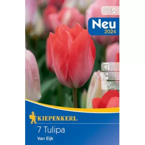 Tulipan Van Eijk