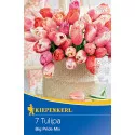 Tulipan Big Pride mix kolorów