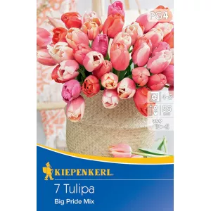 Tulipan Big Pride mix kolorów