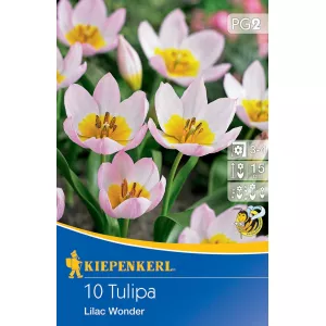 Tulipan karłowy Lilac Wonder